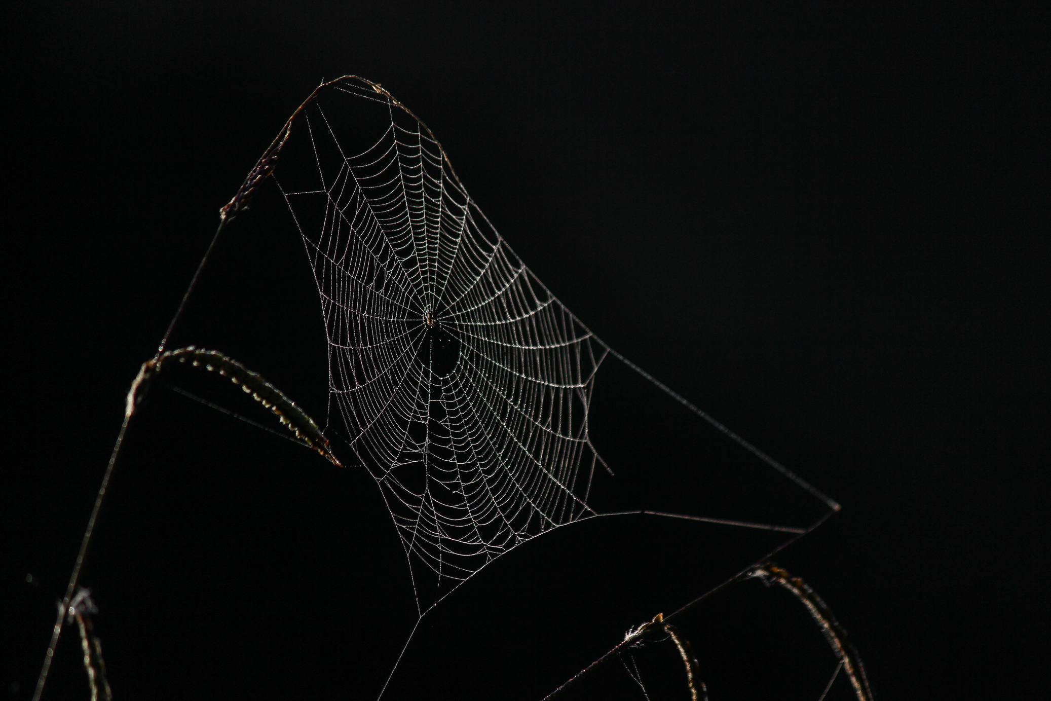 Spider Web on Black Background